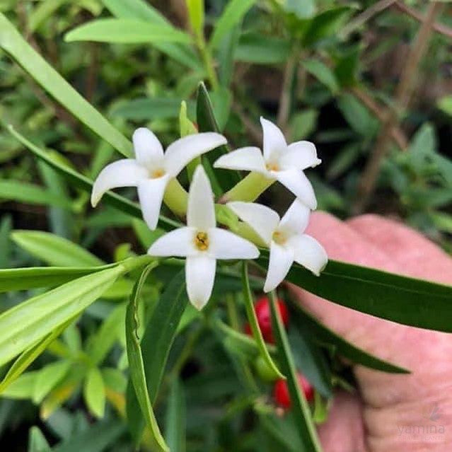 Daphne longilobata 1