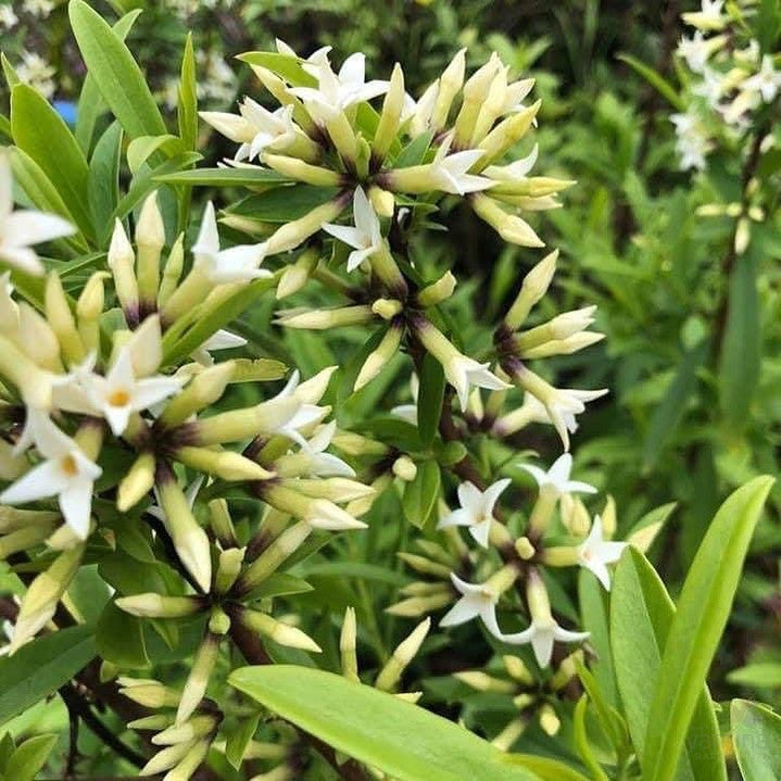 Daphne longilobata 2