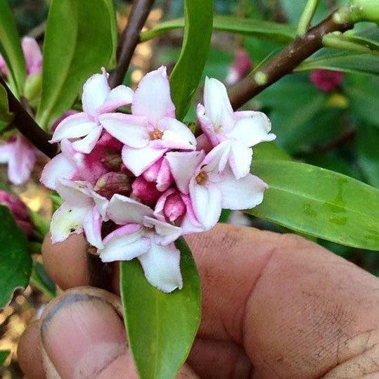 Daphne odora 2