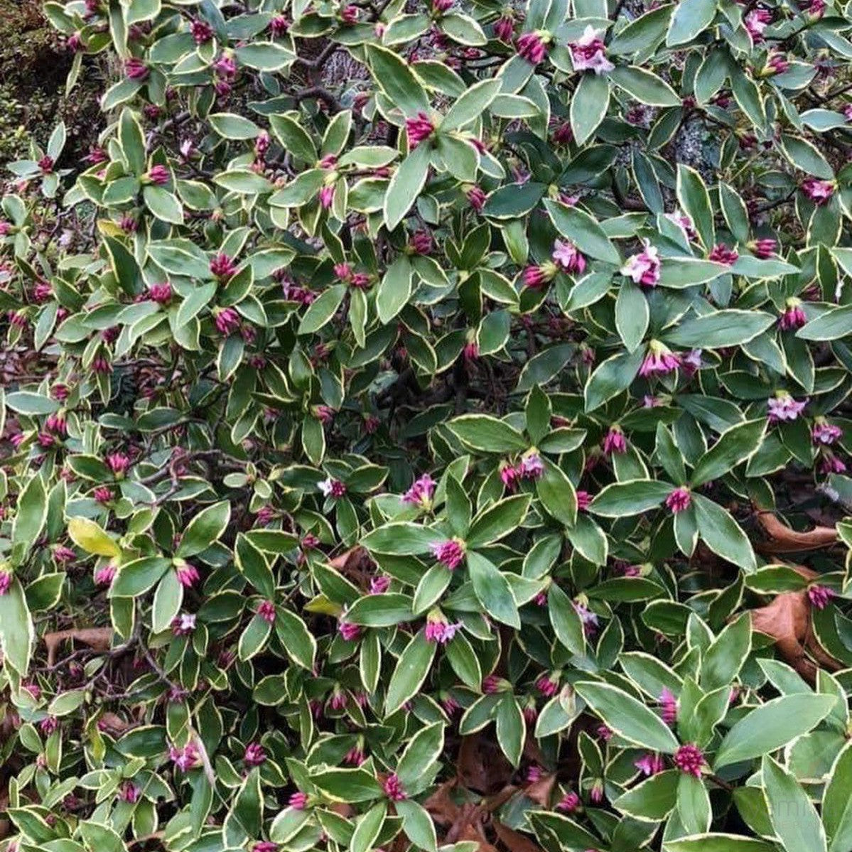 Daphne odora Variegata 2