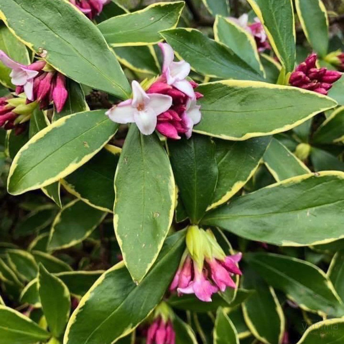 Daphne odora Variegata 3