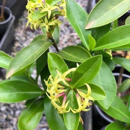 Daphne pontica 1