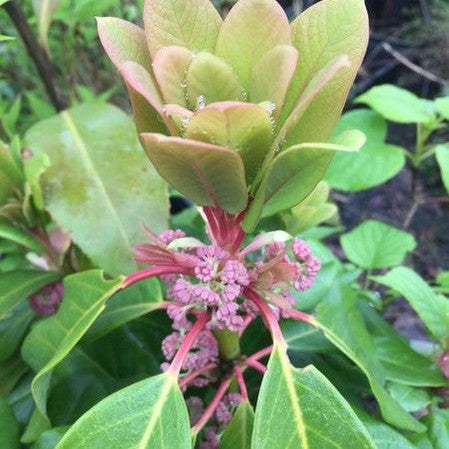 Daphniphyllum macropodum 1