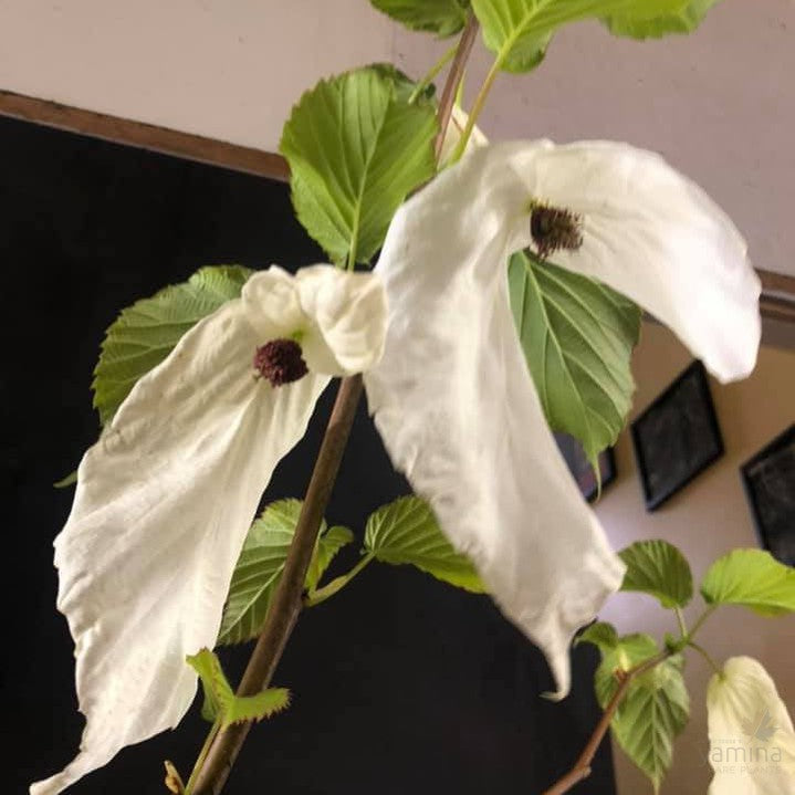 Davidia involucrata (Dove Tree) 1