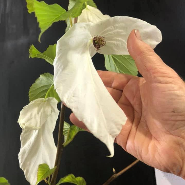 Davidia involucrata (Dove Tree) 2