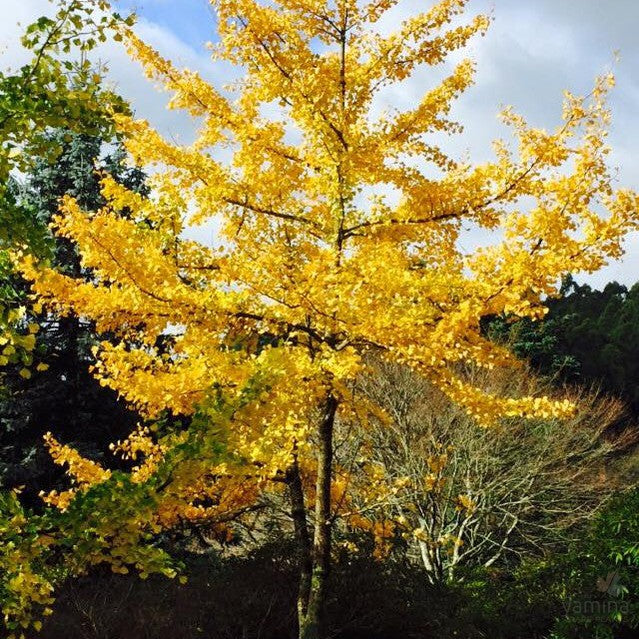 Davidia involucrata (Dove Tree) 4