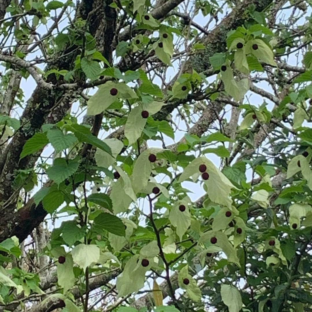 Davidia involucrata (Dove Tree) 5