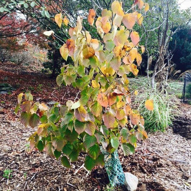 Davidia involucrata (Dove Tree) 6