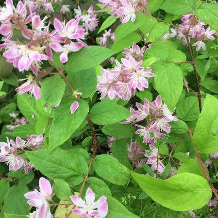 Deutzia x hybrida Magicien 1