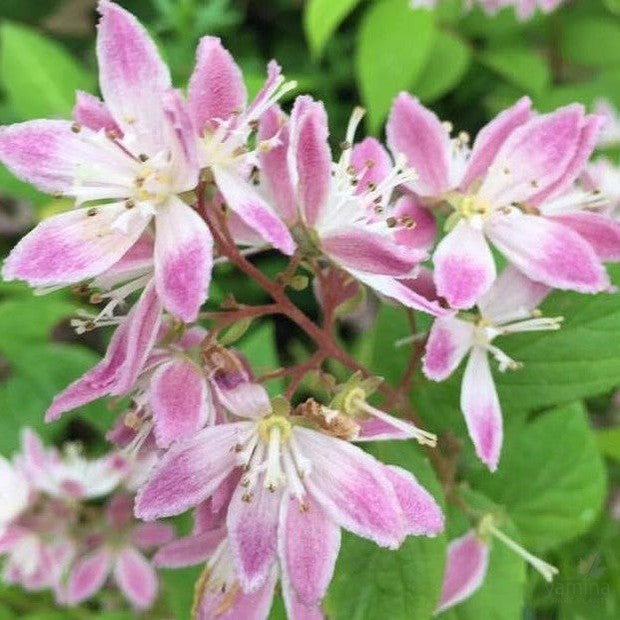 Deutzia x hybrida Magicien 2