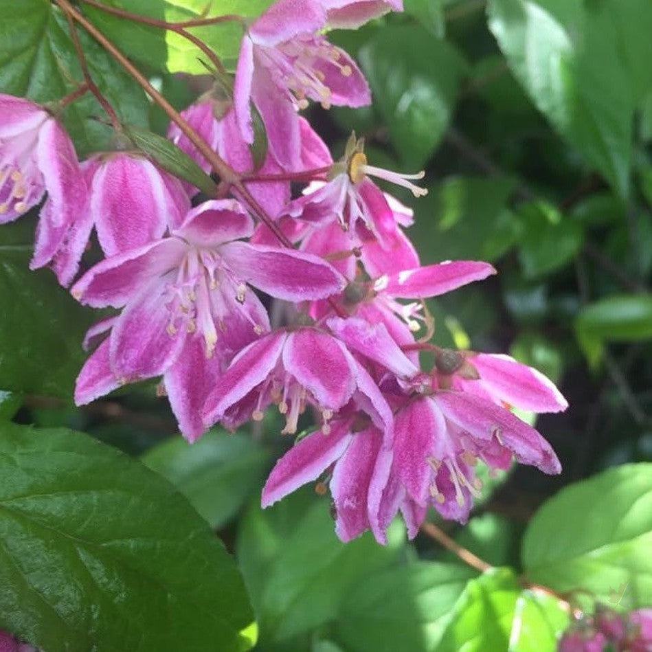 Deutzia x hybrida Magicien 3