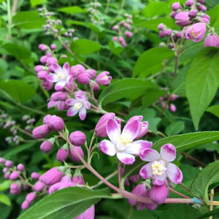 Deutzia x hybrida Magicien 4