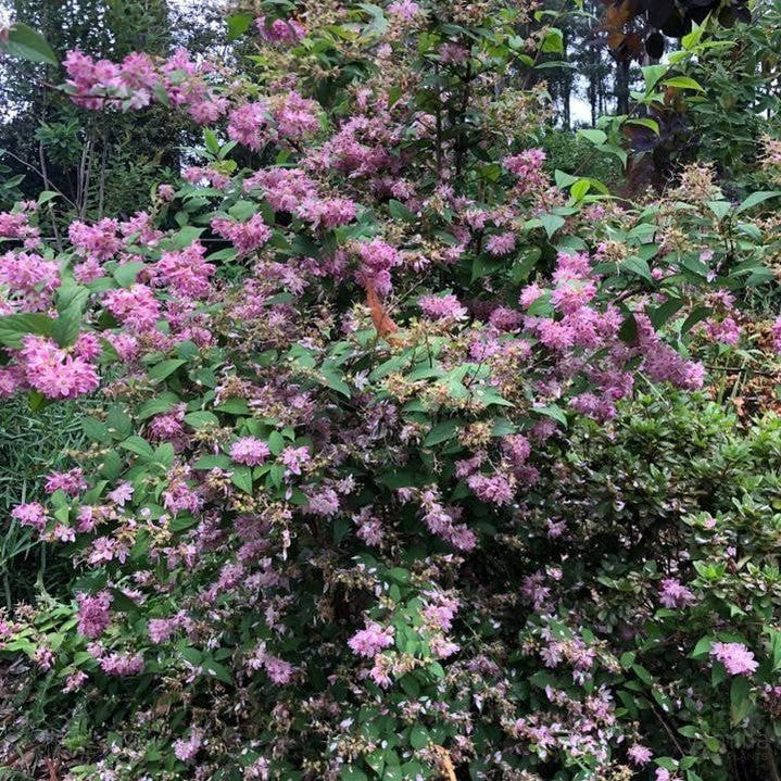 Deutzia x hybrida Magicien 5