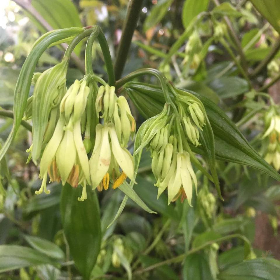 Disporum cantoniense 1