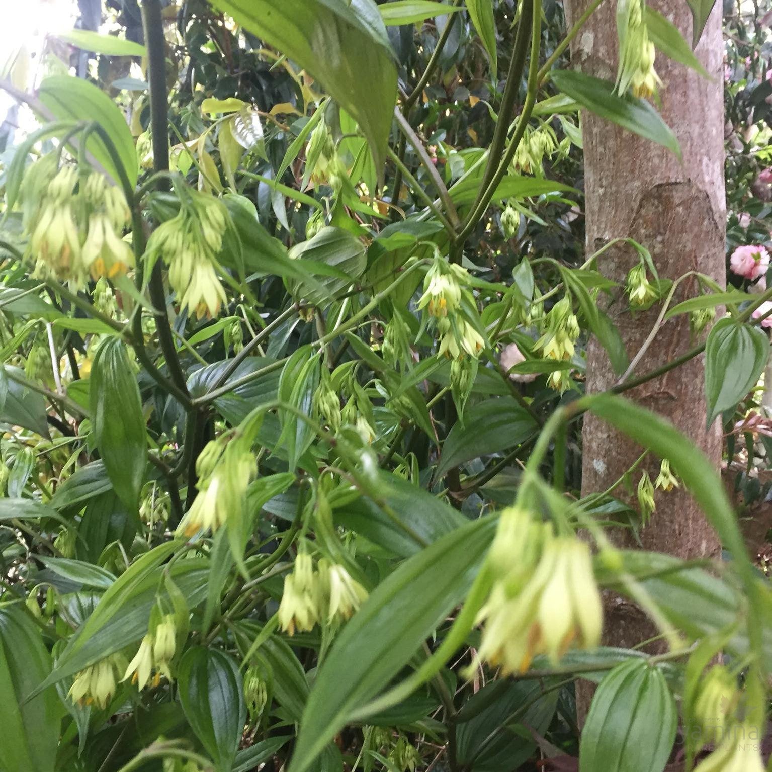 Disporum cantoniense 2