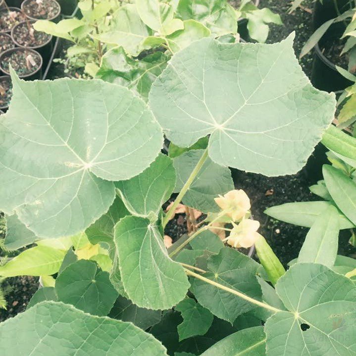 Dombeya burgessiae 1