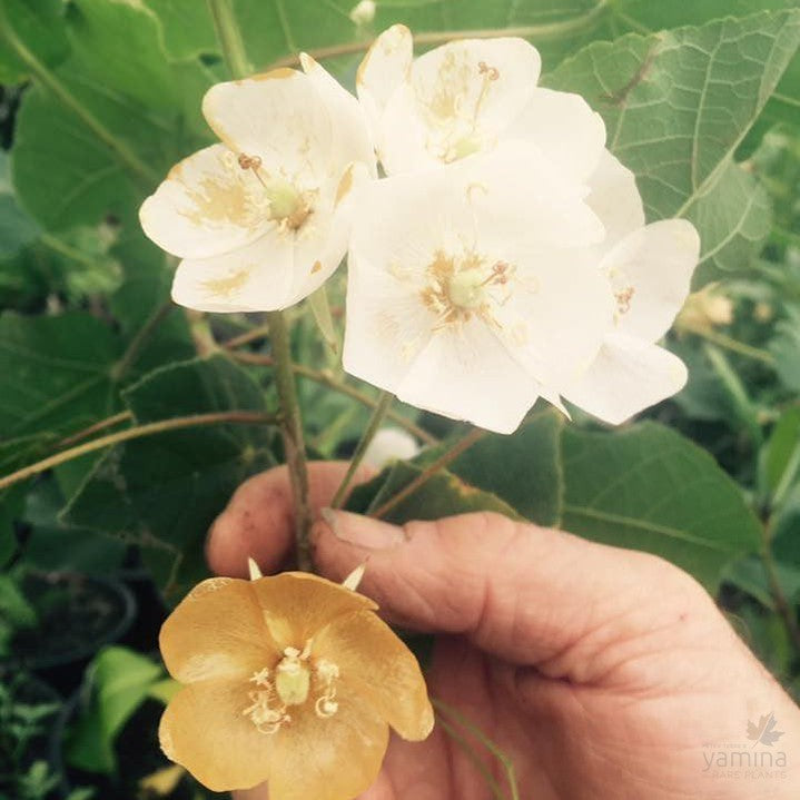 Dombeya burgessiae 2