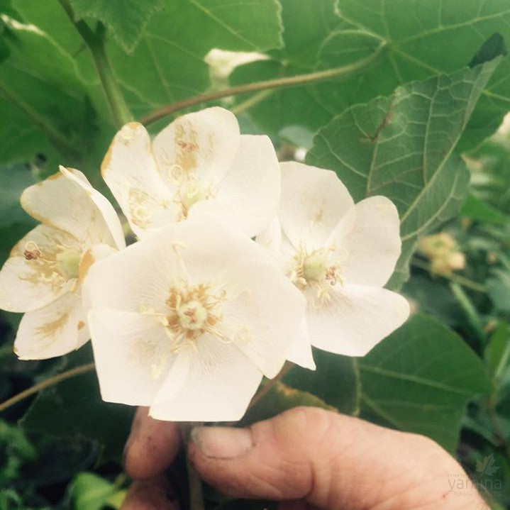 Dombeya burgessiae 3