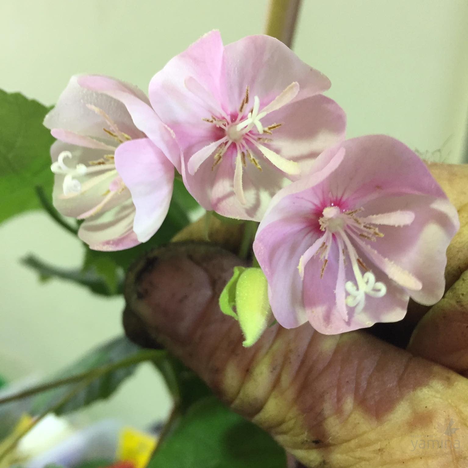 Dombeya burgessiae 4