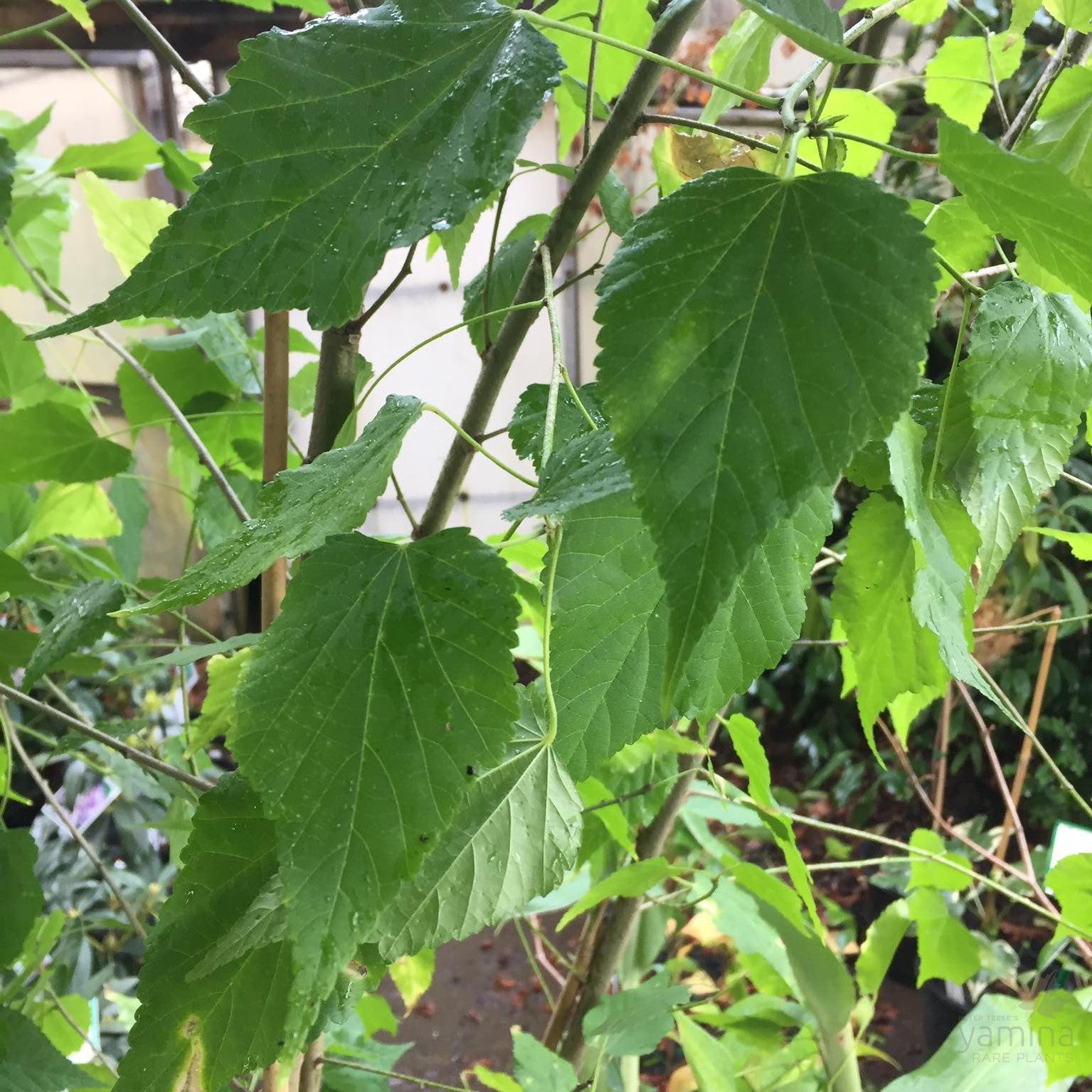 Dombeya natalensis 1