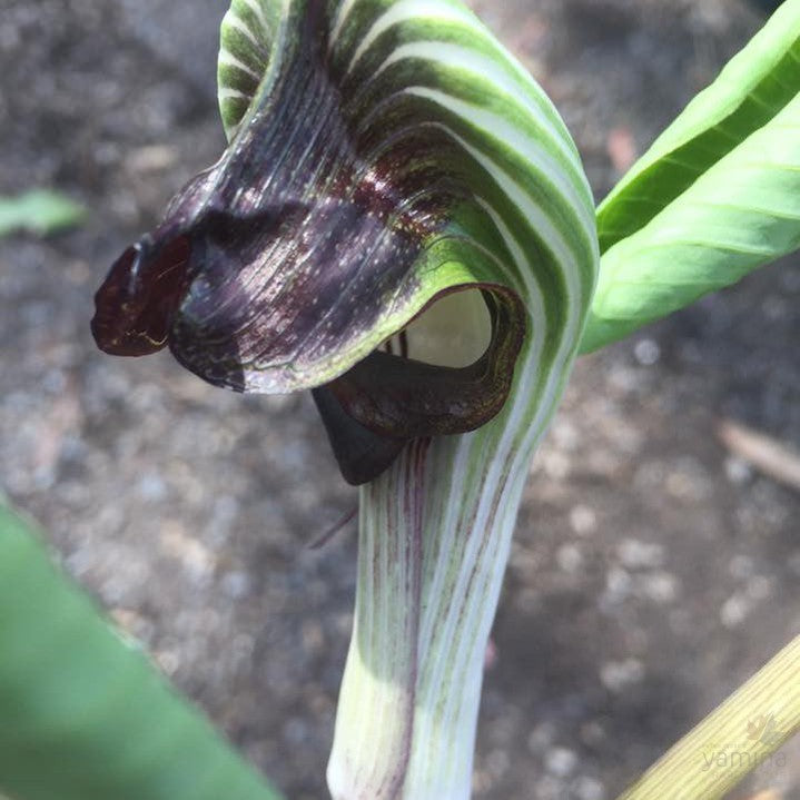 Dracunculus vulgaris 1