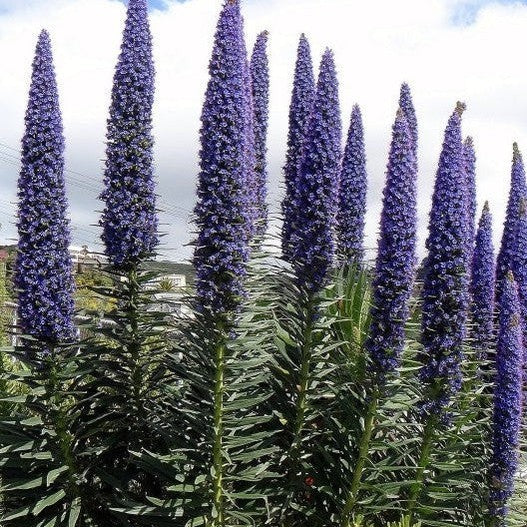 Echium pinninana 1