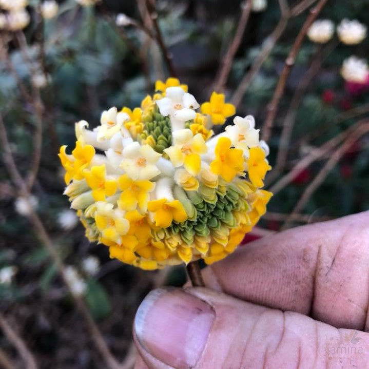 Edgeworthia chrysantha 1