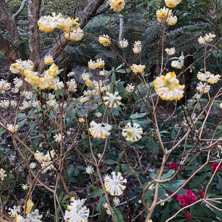 Edgeworthia chrysantha 2