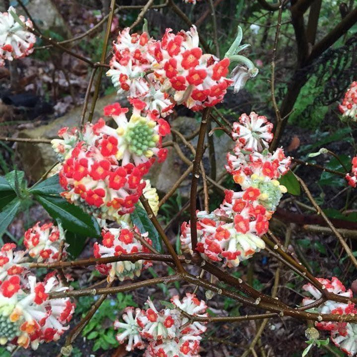 Edgeworthia chrysantha Red Dragon 1