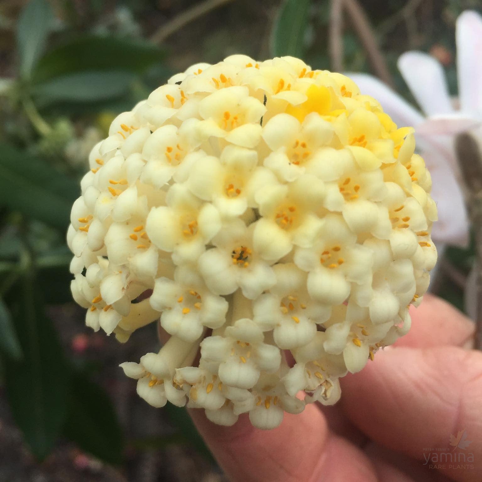 Edgeworthia gardenii 1