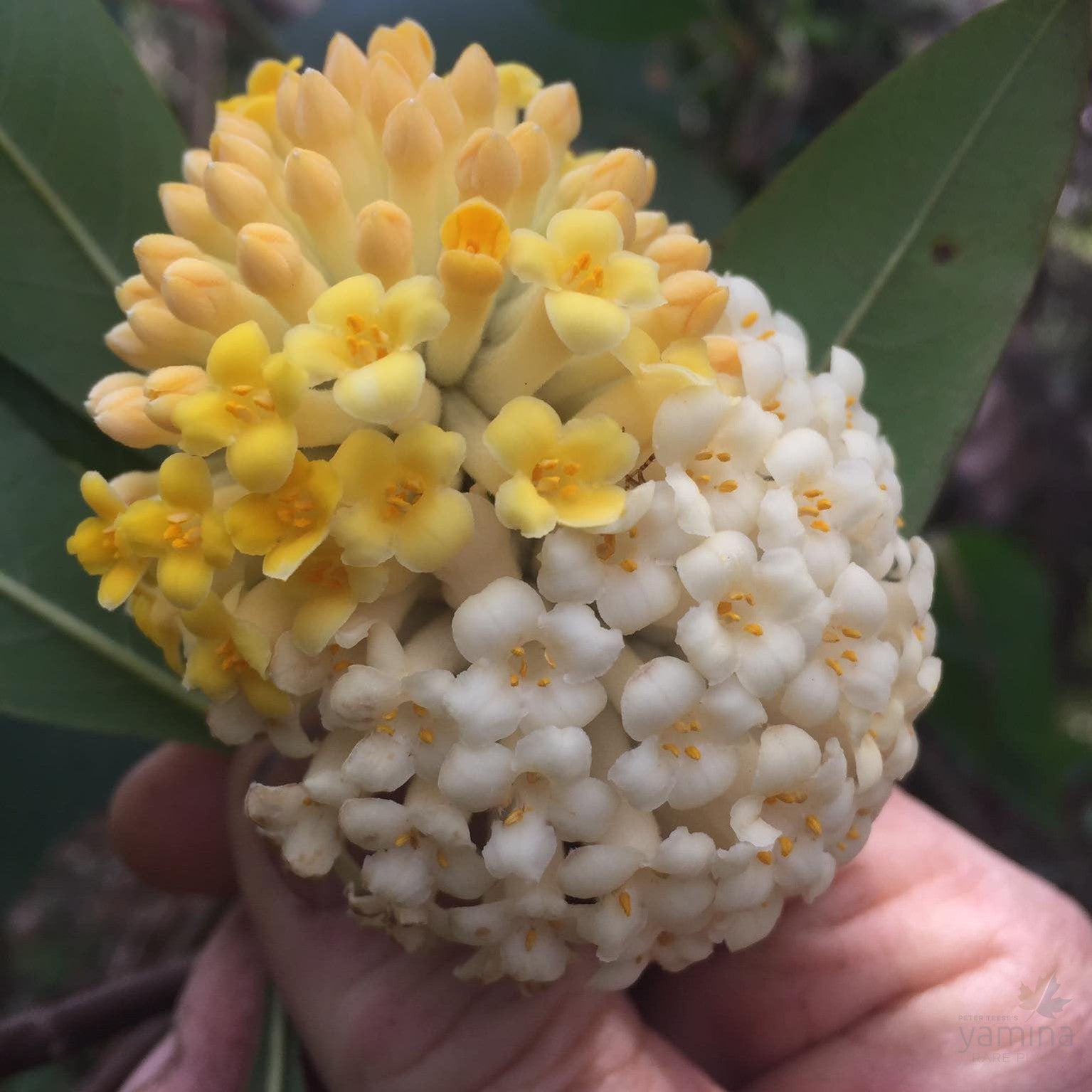 Edgeworthia gardenii 2