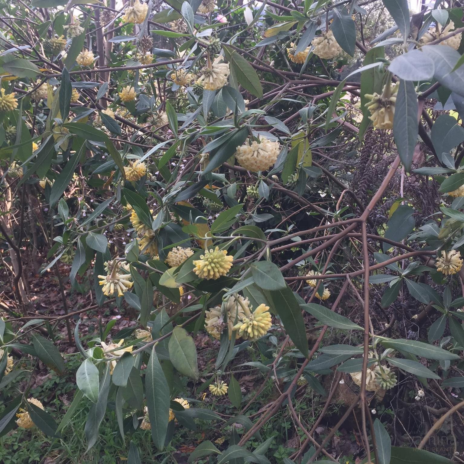 Edgeworthia gardenii 3