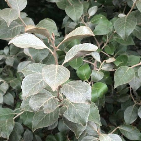 Elaeagnus macrophylla 1