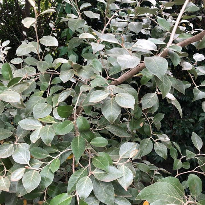 Elaeagnus macrophylla 2