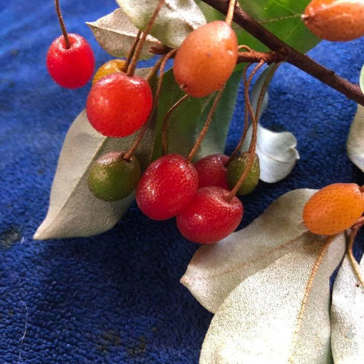 Elaeagnus multiflora 2