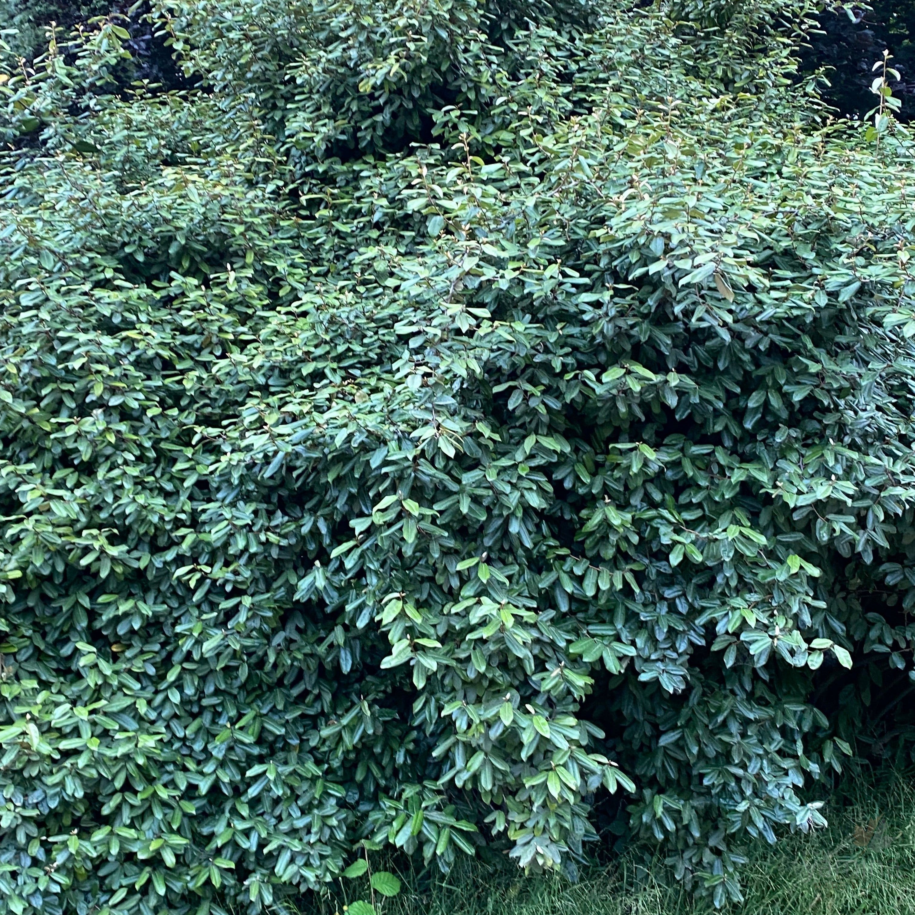 Elaeagnus pungens-1