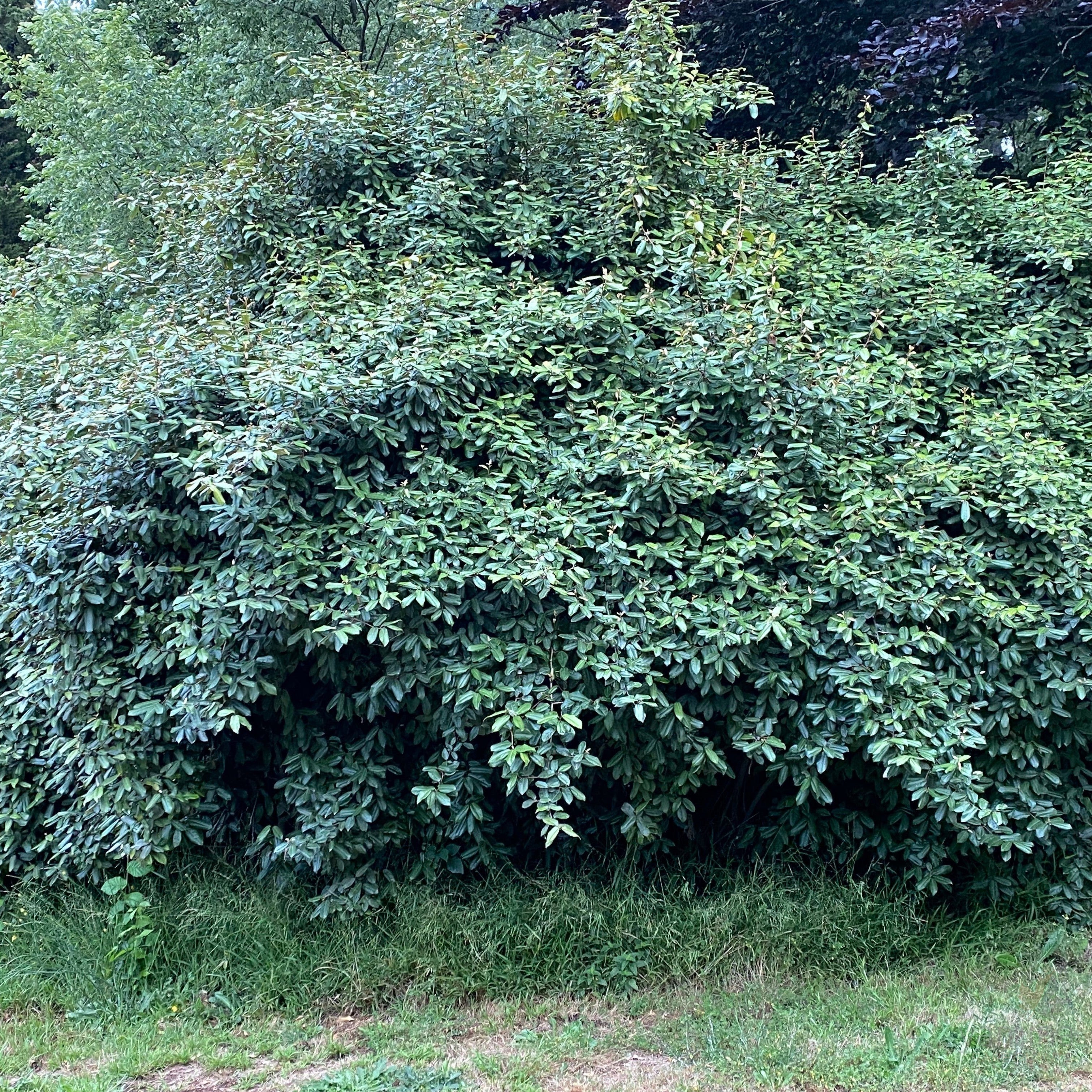 Elaeagnus pungens-3