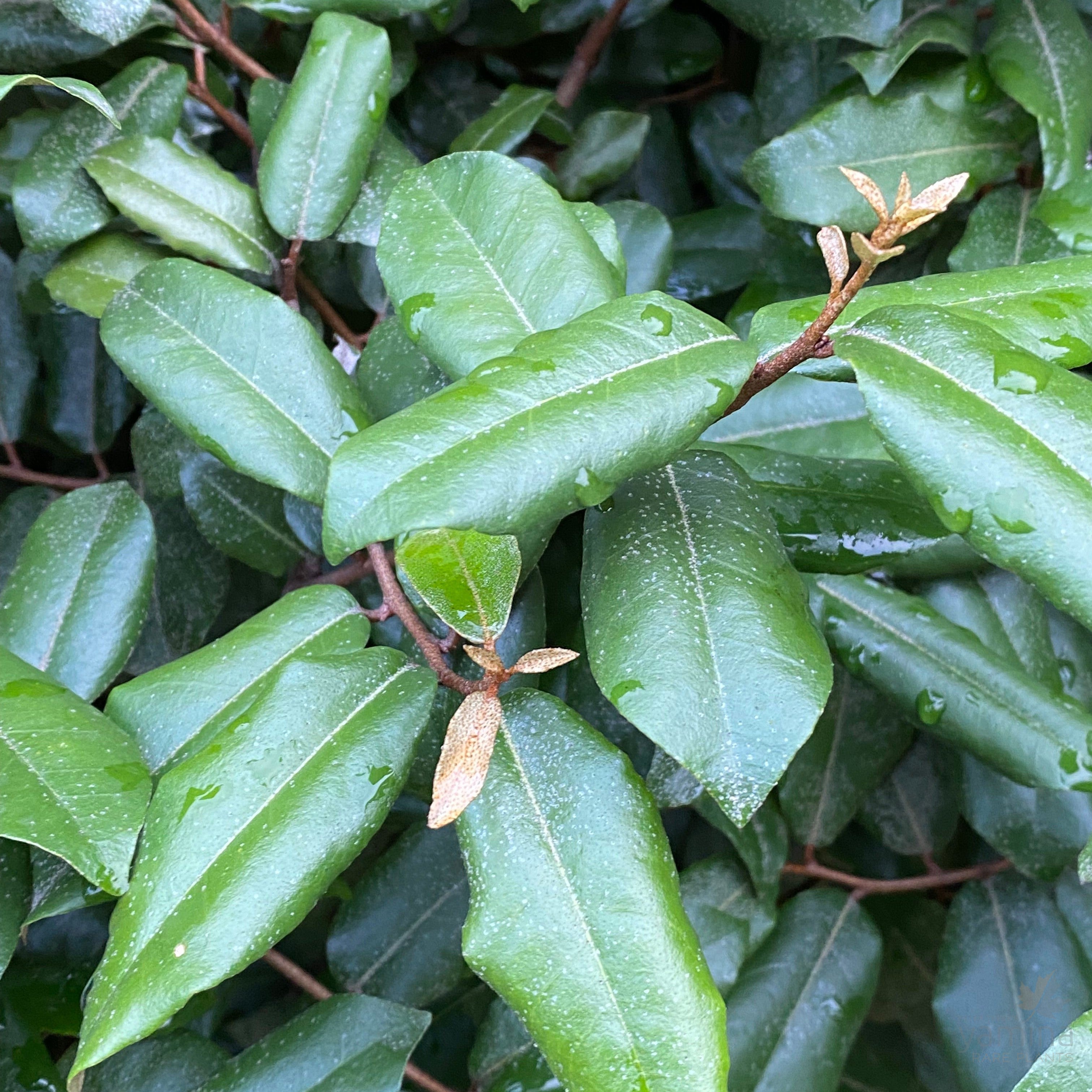 Elaeagnus pungens-4