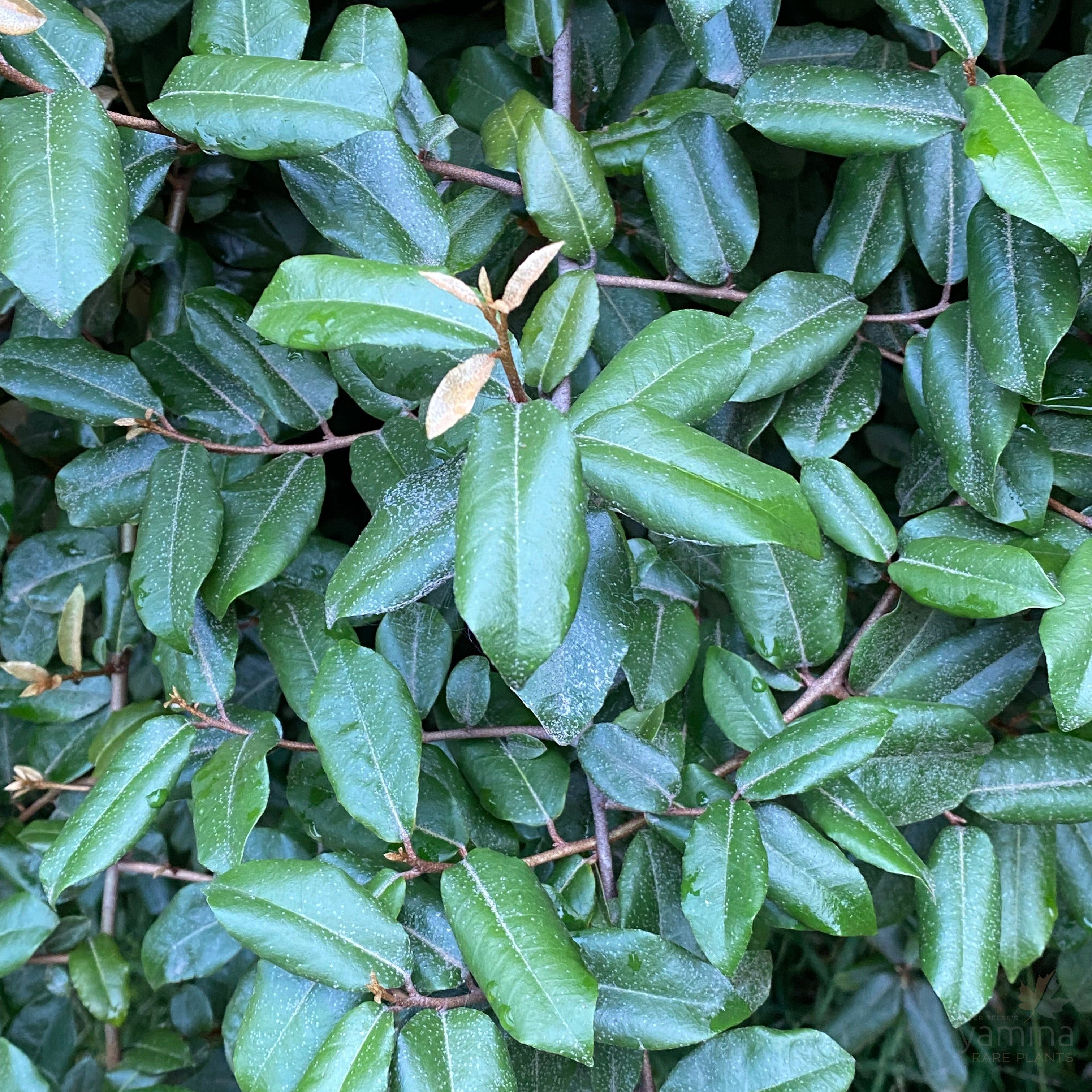 Elaeagnus pungens-5