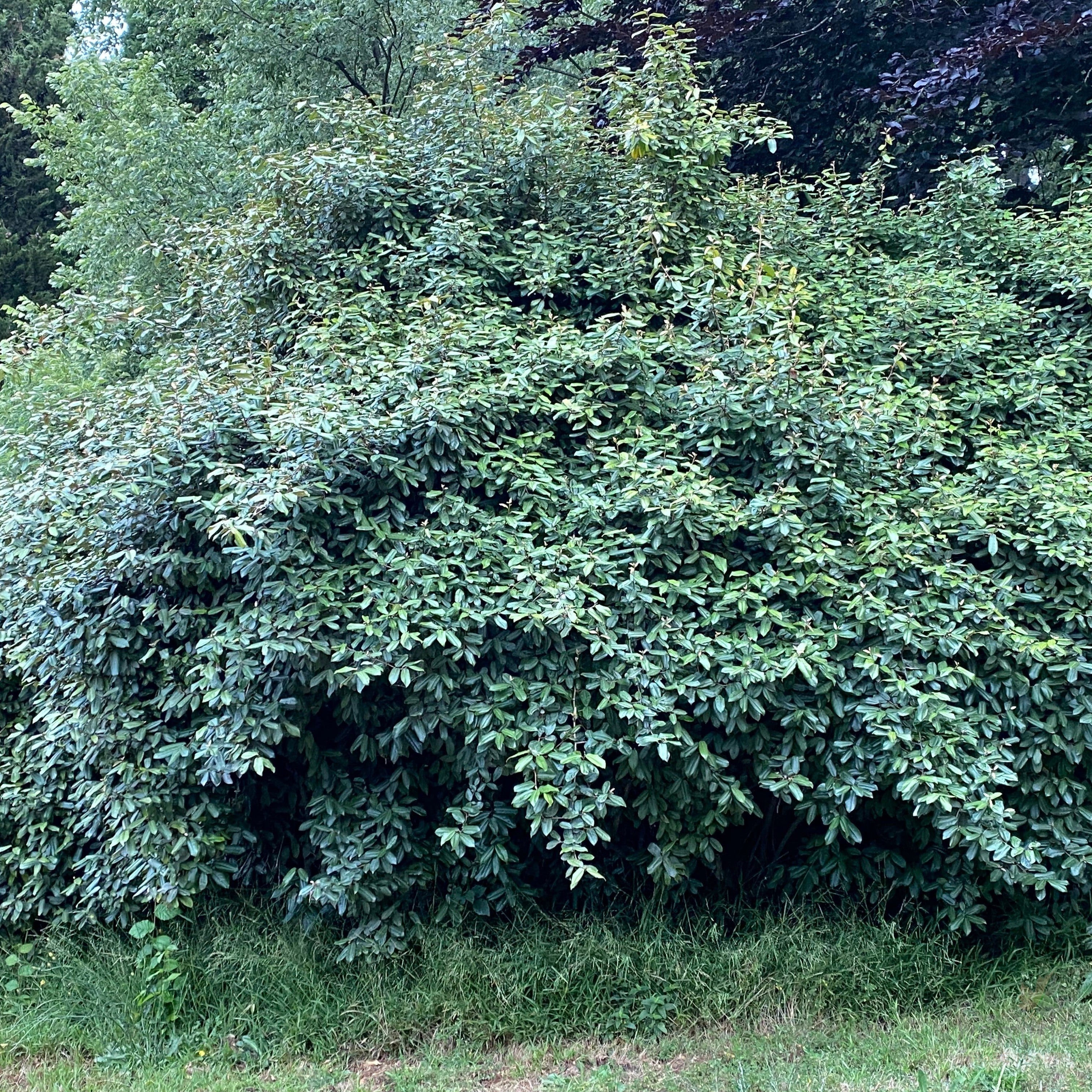 Elaeagnus pungens-6