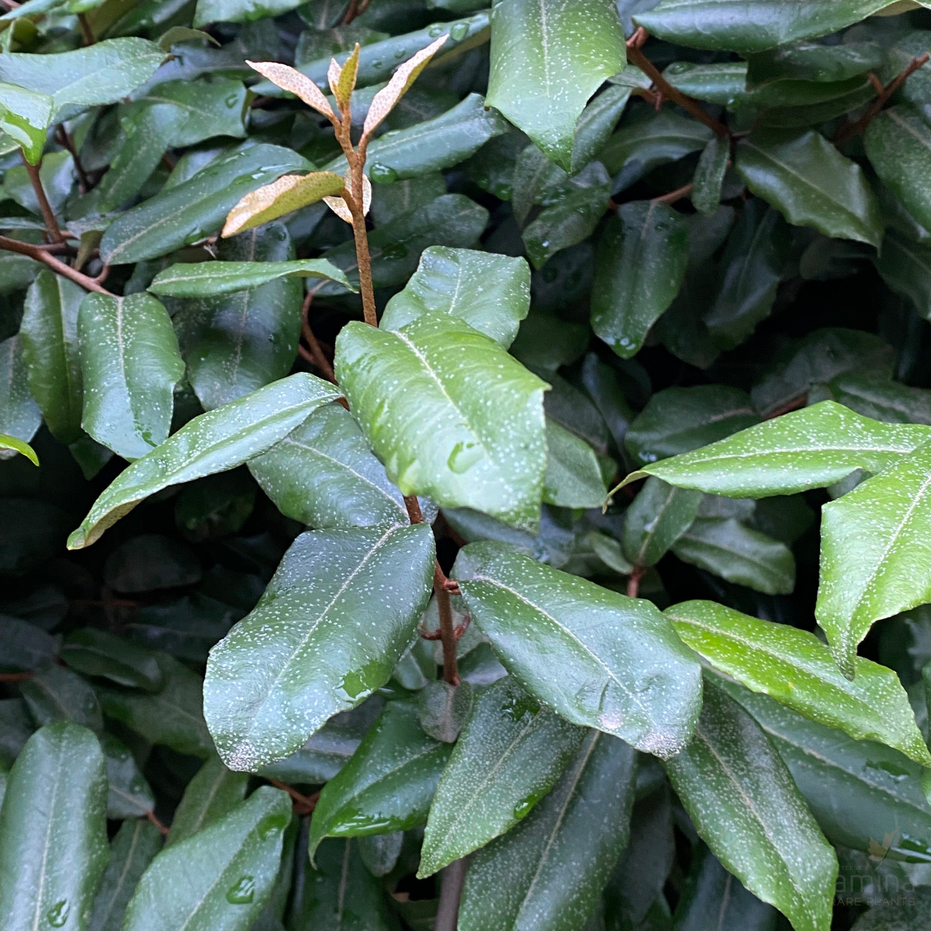 Elaeagnus pungens-7