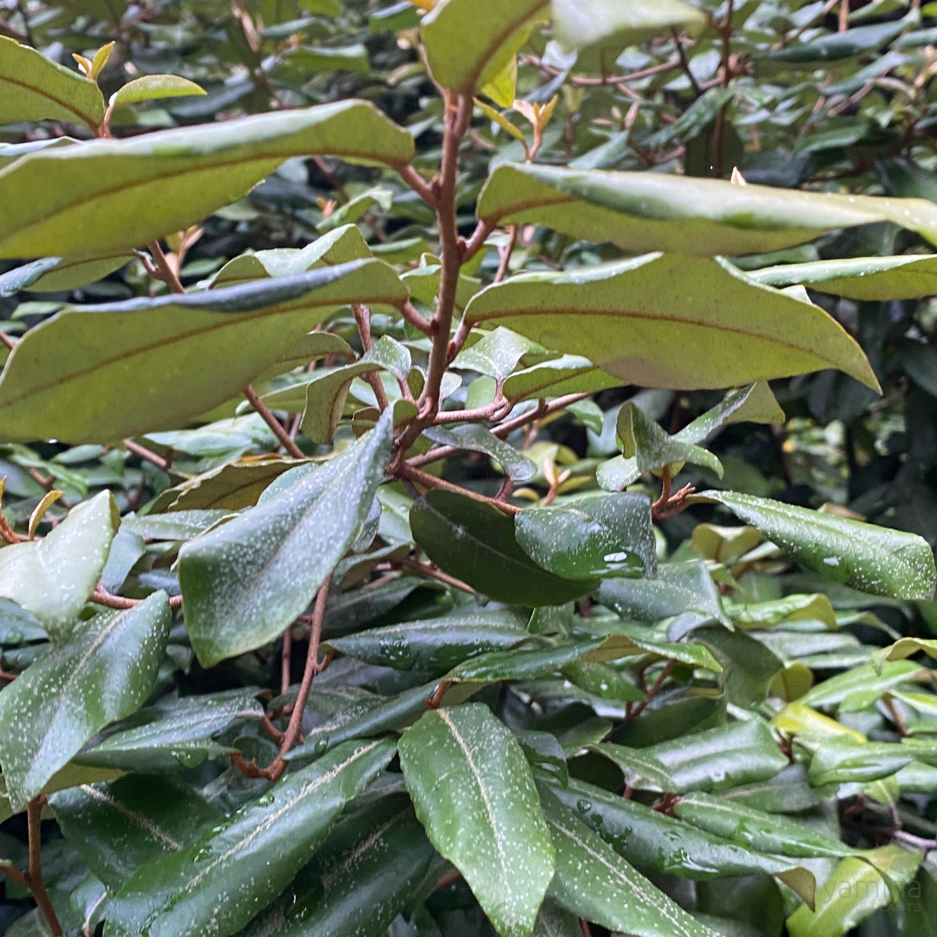 Elaeagnus pungens-8