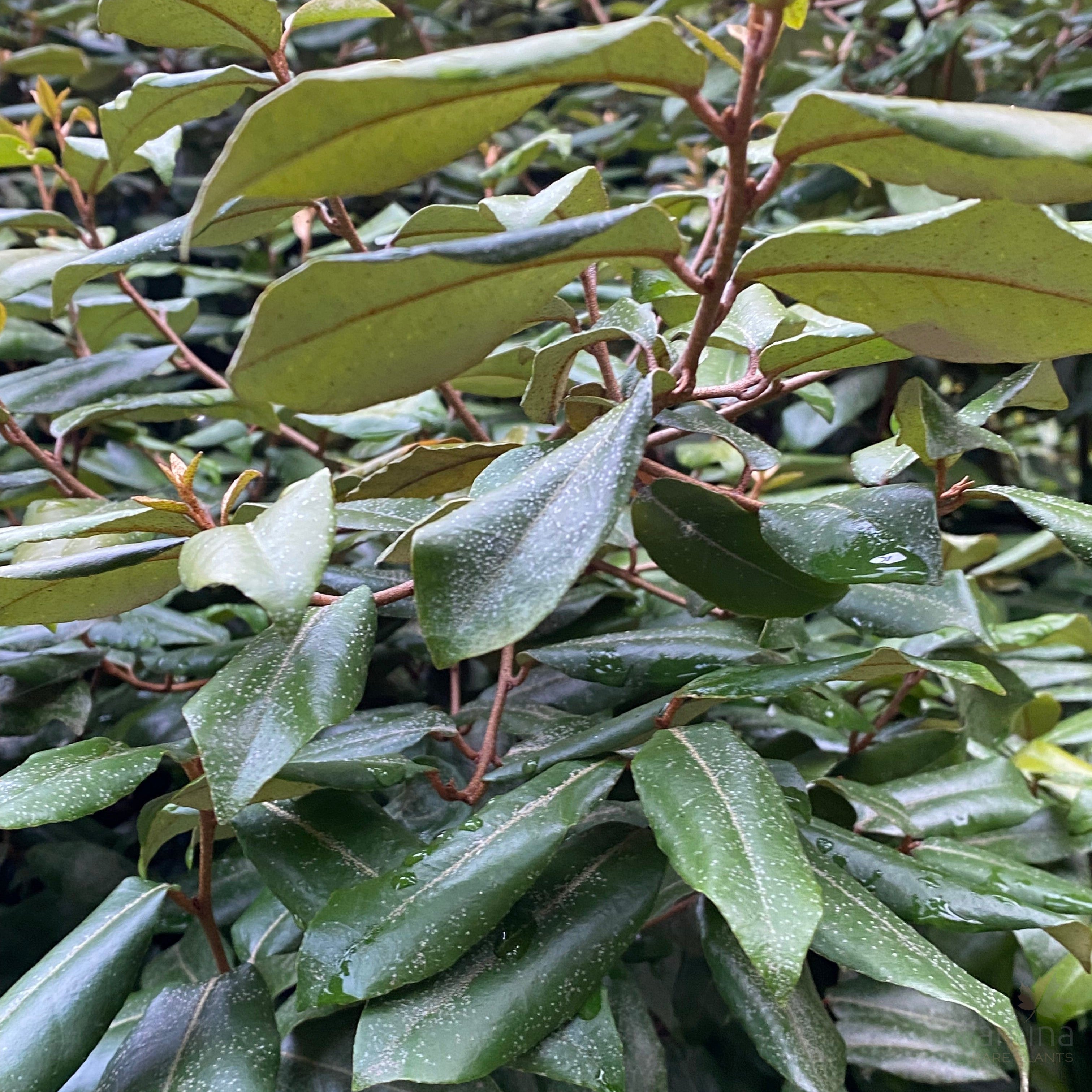 Elaeagnus pungens-9