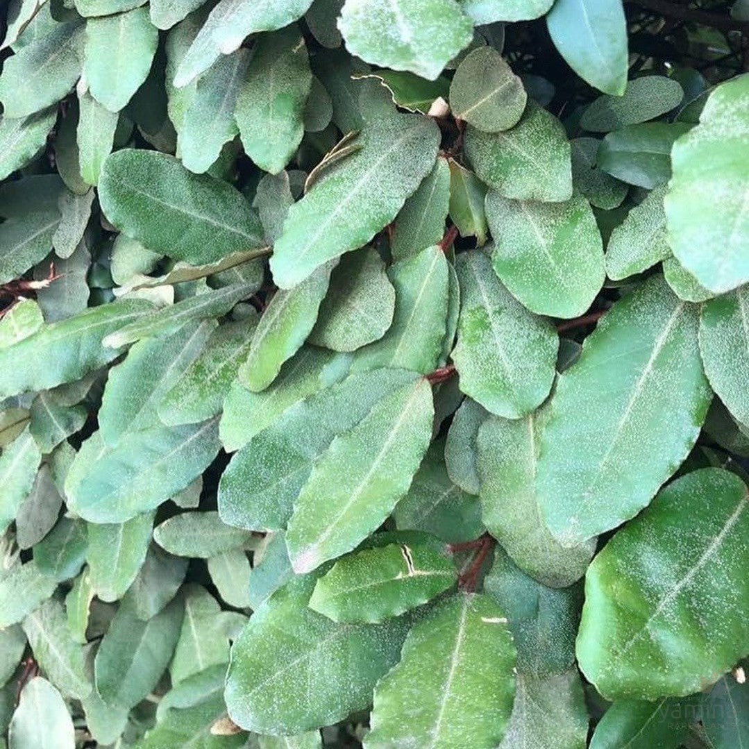 Elaeagnus pungens 2