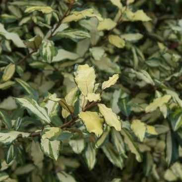 Elaeagnus pungens Fredericii 1