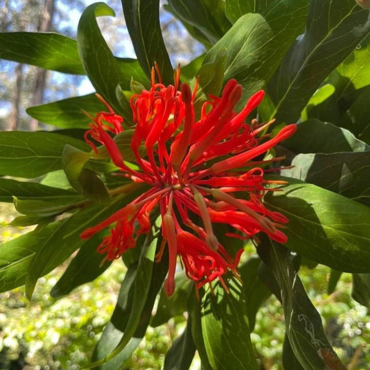 Embothrium coccineum (Chilean Firebush) 1