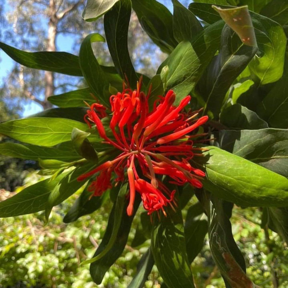 Embothrium coccineum (Chilean Firebush) 2