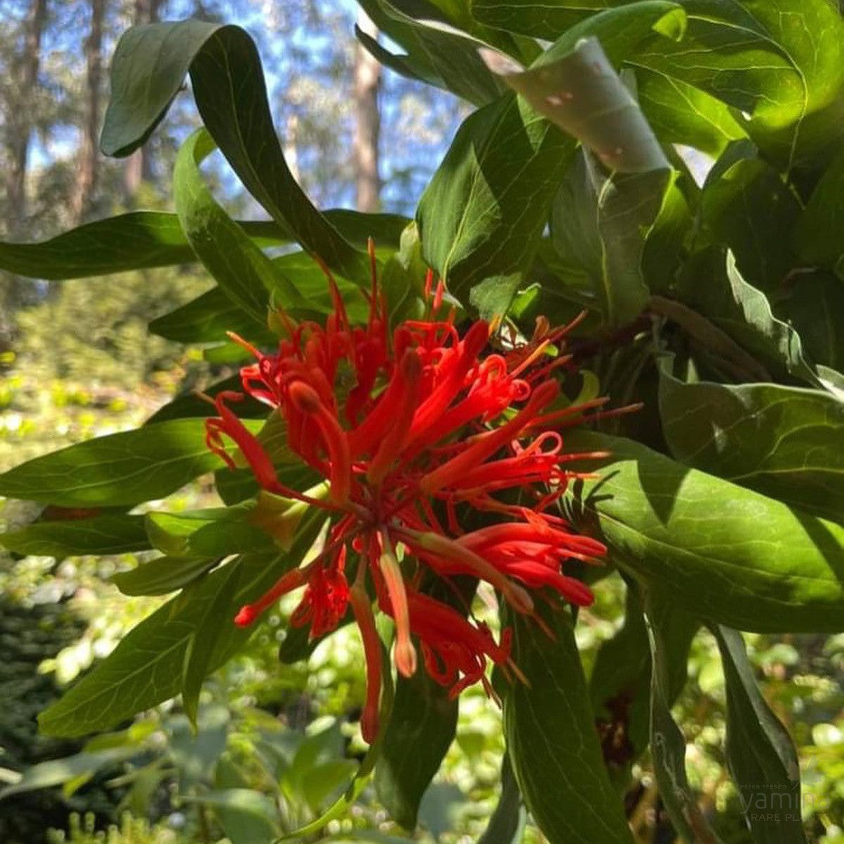 Embothrium coccineum (Chilean Firebush) 3