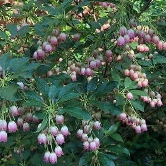 Enkianthus campanulatus 1