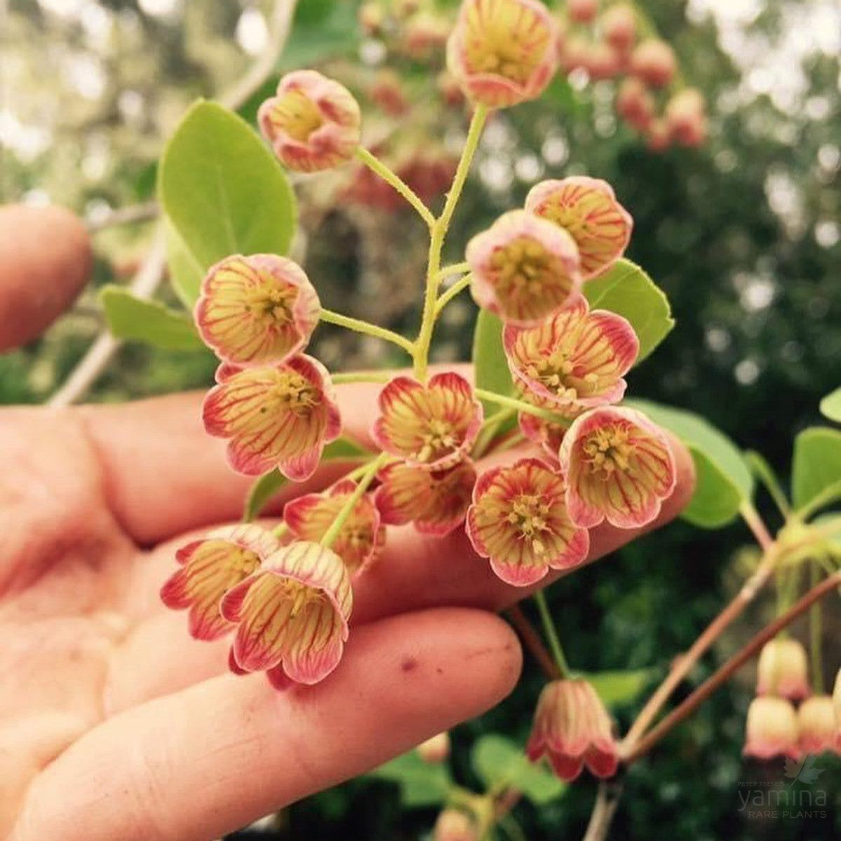 Enkianthus campanulatus 2